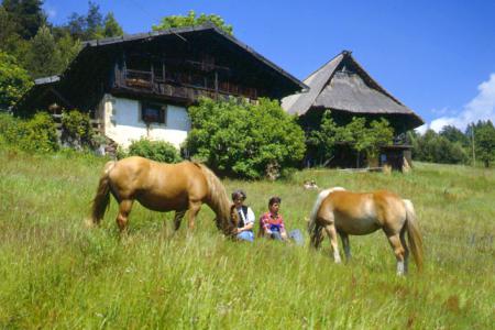 Jenesien - Bauernhof mit Haflingerpferden