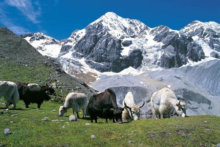 Reinhold Messner e i suoi Yaks