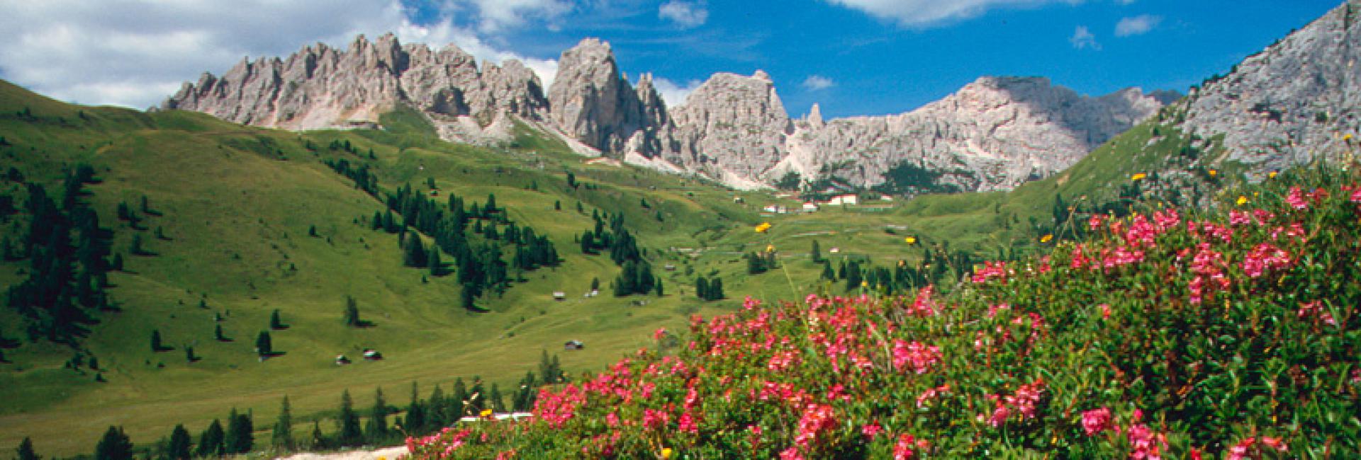 Grödnerjoch zur Blütezeit der Alpenrosen