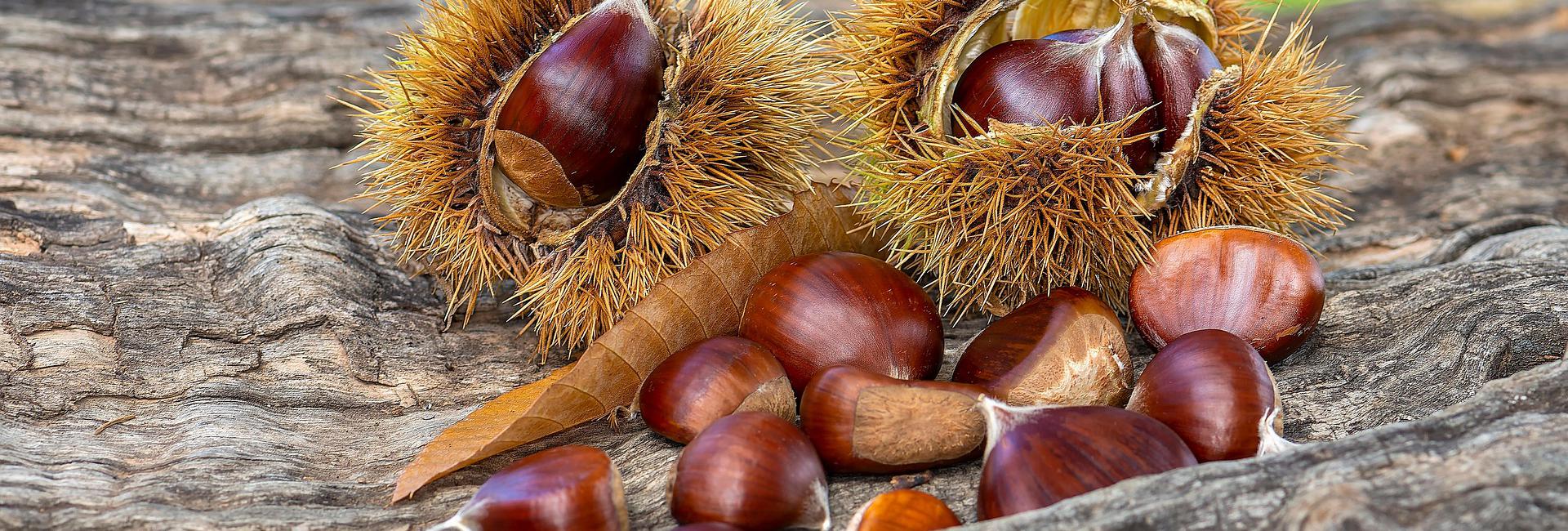 Chestnuts, fruit, forest. Free to use.