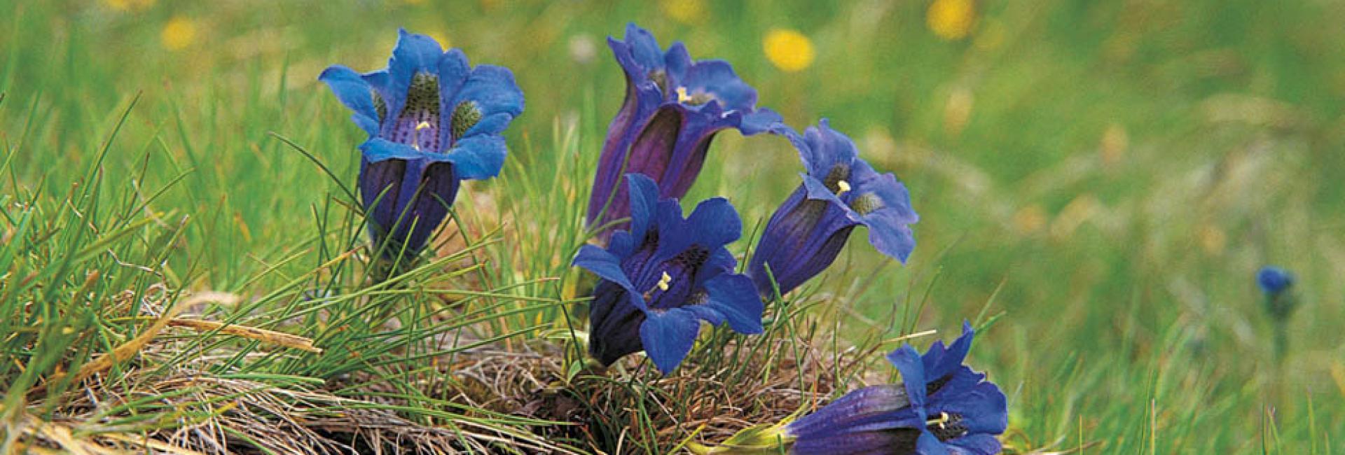 Alpenblumen – Enzian