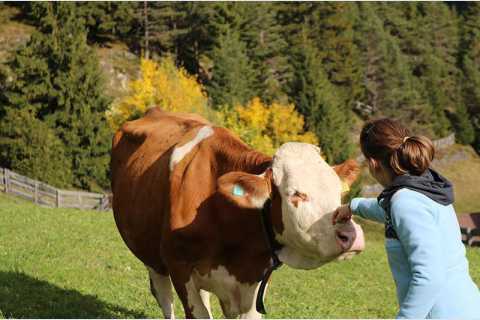 Accarezzare le mucche al maso Neuhaus