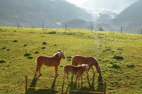 Agriturismo Thalhof