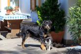 Trotnerhof in Hafling - Tiere am Hof