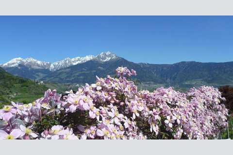 Frhlichhof ✿✿✿ - Urlaub auf dem Bauernhof in Algund