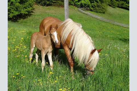 Brunnerhof ✿✿✿✿ - Agriturismo