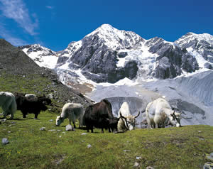 Messner Mountain Museum Ortles