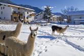 Lamas in St. Valentin auf der Haide